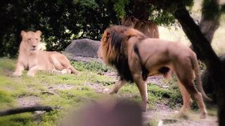 Lion vs Tiger Fight