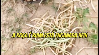 Vida na roça