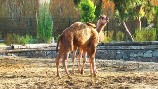 Arabian Serenity: A Glimpse into the Lives of a Camel Couple at the Arab Zoo