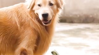Cute animal dog