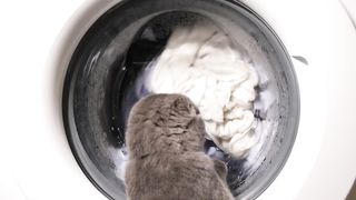 Cat watches a washing machine as it runs its cycle
