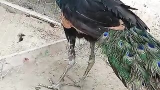 One of the most beautiful bird