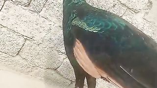 Such a beautiful