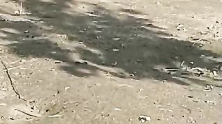 The punk of a peacock