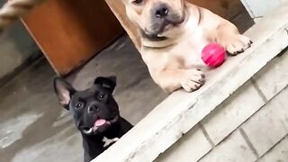 Girl greets her neighborhood dog