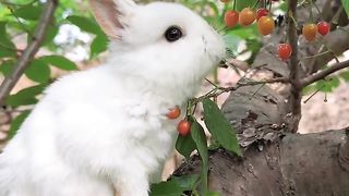 Delicious cherries