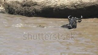wildebeest crossing the Mara river Attacked