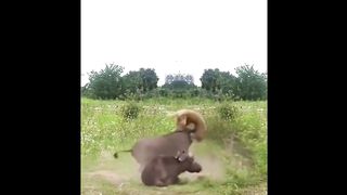 قاتل الوحوش والبشر -دائرة الموت‼️