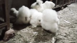 The white bantam buff white