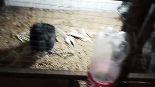 This is not white bantam