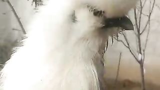 This silky is not black