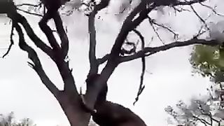 ليش ما تربي فيل قدام البيت
