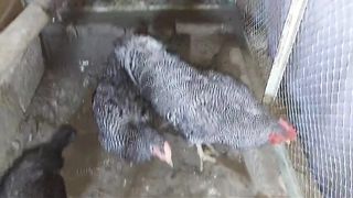 This is a sebrite ll subrite