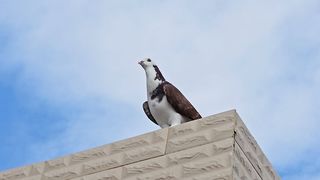 Al Ain Souq in the city center / Abu Dhabi pigeon
