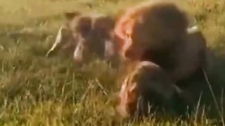 lion king   مشهد واقعي من فيلم