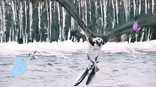 Bird singing while Flying