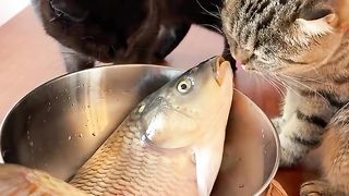 Can’t believe this funny cat