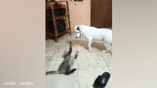 Funny Dogs And Cats Videos 2024 ???? Best Funniest Animal Videos of February!
