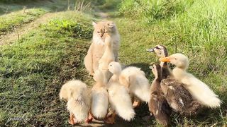 The kitten is so awesome that he tamed a group of ducklings!The duckling has gro.