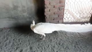 Full white peacock
