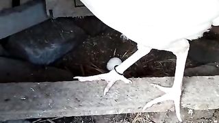 White egg and white hen