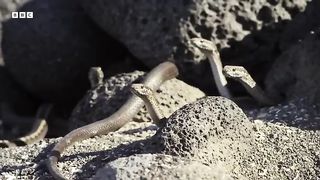 Greatest Fights in the Animal Kingdom Part 3 - BBC Earth