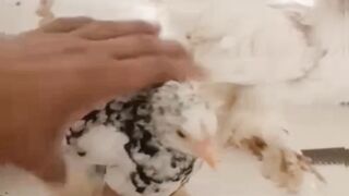 Different types of ll beautiful chicken