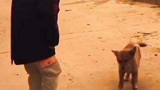 Child dancing with his puppy