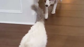 A shepherd dog that doesn't have sheep