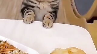 Starving cat #fuuny