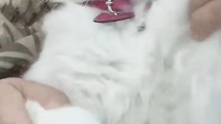 Kucing pasrah di apain aja