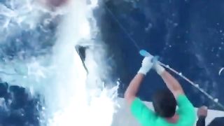 biggest shark out there