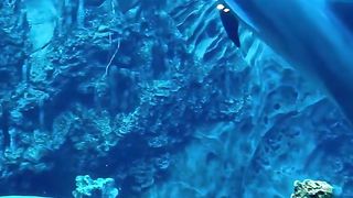 The dolphin effectively controls the air rings