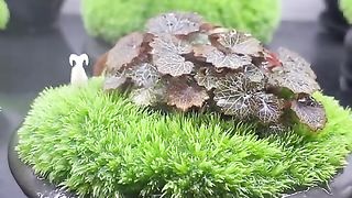 Relaxing video to satisfy back to nature