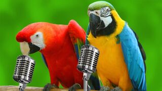 FUNNY PARROTS SINGING ????????????????
