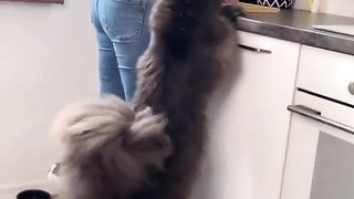 The size of a Maine Coon compared to an ordinary cat