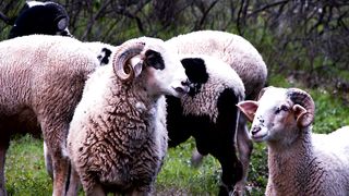 Harmony on the Pasture: Witness the Grace of Sheep Feeding