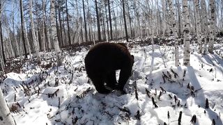 Медвежонок нюхач.