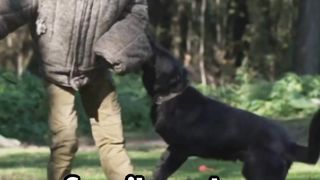 Amazing Moments: True Stories of Animal Heroics