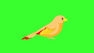 green secreen sparrow animation
