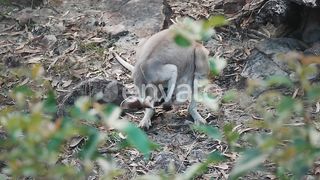 In Search of Love: A Kangaroo Mother Seeks Her Joey