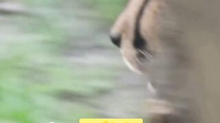 The Emergency Puzzle of the Flying Cheetah: How Cheetahs Adapt to Their Environment