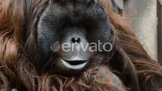 Journey into the World of the Remarkable Orangutan
