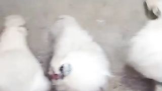The beauty of a bird