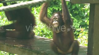 Playful Primate Paradise: Baby Orangutan's Playground Adventure