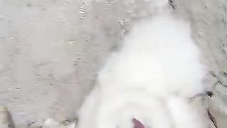 Birds of beautiful features