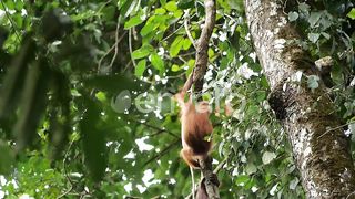 Majestic Male Orangutan: King of the Borneo Rainforest