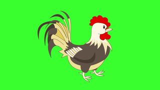 Green Secreen Hen Animation
