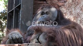The Male Orangutan in Its Natural Habitat