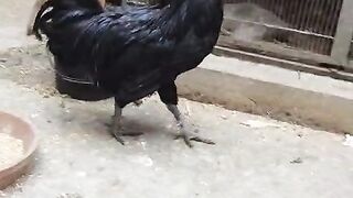We all are black